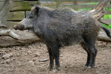 Büyük yaban domuzu (Sus scrofa)
