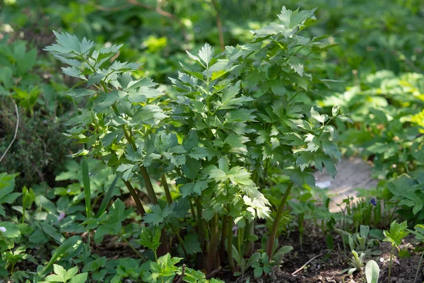 Fűszerek Fűszerek Lovage Növény Levisticum Officinale Termesztése Kertben — Stock Fotó