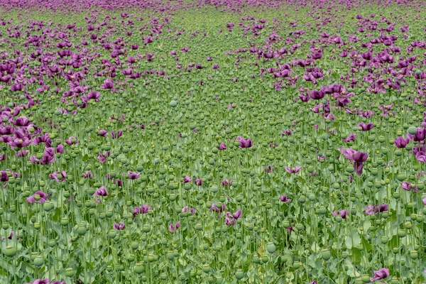 Papoula Roxa Floresce Campo Papaver Somniferum Papoilas Culturas Agrícolas — Fotografia de Stock