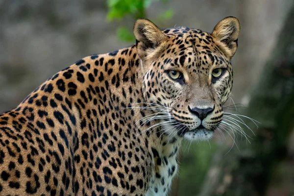 Ceilão Leopardo Panthera Pardus Kotiya Grande Gato Manchado — Fotografia de Stock