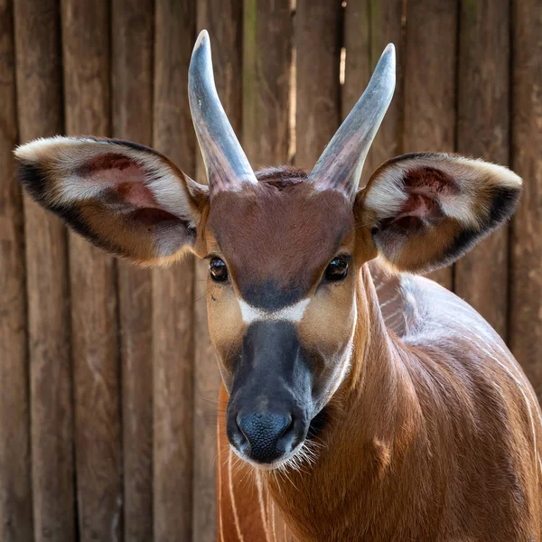 邦戈羚羊 Boocercus Euryceros Isaaci — 图库照片