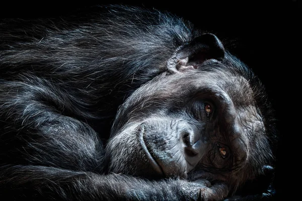 Retrato Del Chimpancé Pan Troglodytes — Foto de Stock