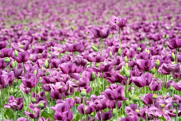 Paarse Poppy Bloesems Een Veld Papaver Somniferum Papavers Landbouwgewassen — Stockfoto