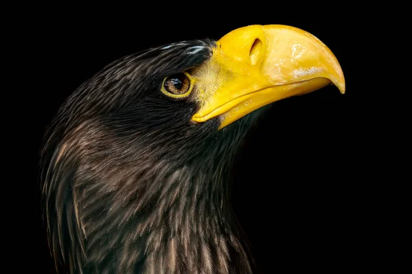 Steller\'s sea eagle on black background - Haliaeetus pelagicus