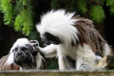 Pamuk-üst pembe maymun (Saguinus oedipus) küçük maymunlar