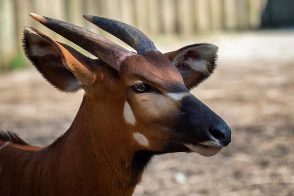 Bongo Antelope Boocercus Euryceros Isaaci — Stock Photo, Image