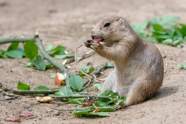 Perro Pradera Cynomys Ludovicianus —  Fotos de Stock