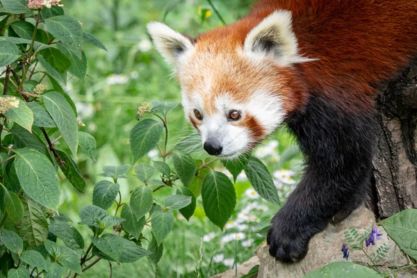 Красная Панда Ailurus Fulgens Дереве Милые Панды Лесной Среде Обитания — стоковое фото