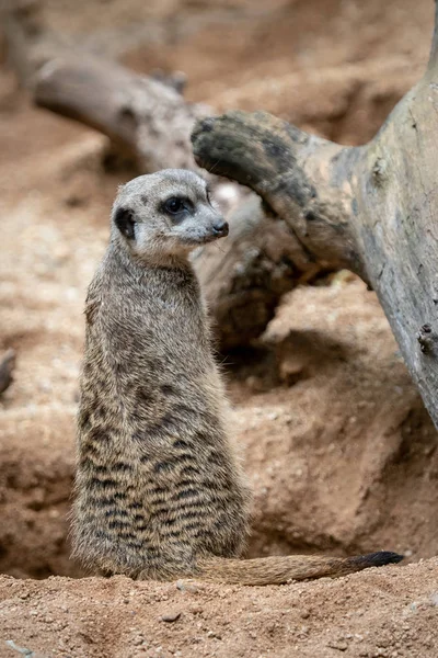 Suricata Pie Sobre Guardia Suricata Curiosa Suricata Suricatta — Foto de Stock