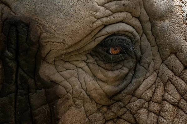 Elephant eye. A unique look into the eye the African elephant. A close up of a elephants eye, eyelashes, wrinkles and face.