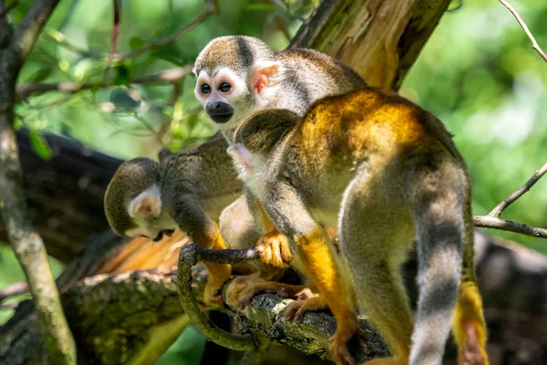 Macaco Esquilo Comum Saimiri Sciureus Árvore Natureza Animais Fauna Selvagem — Fotografia de Stock