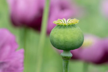 Bir alandaki yeşil haşhaş kapsül, mor haşhaş çiçekleri. (Gelincik somniferum). Poppies, tarımsal ürün.