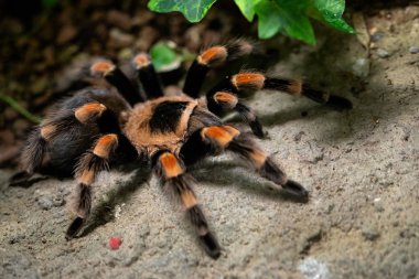 Tarantula örümceği yakın çekim. Örümcek (Brachypelma smithi)