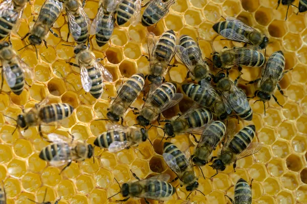 Honeycomb Penuh Lebah Konsep Peternakan Lebah Lebah Sarang Madu — Stok Foto