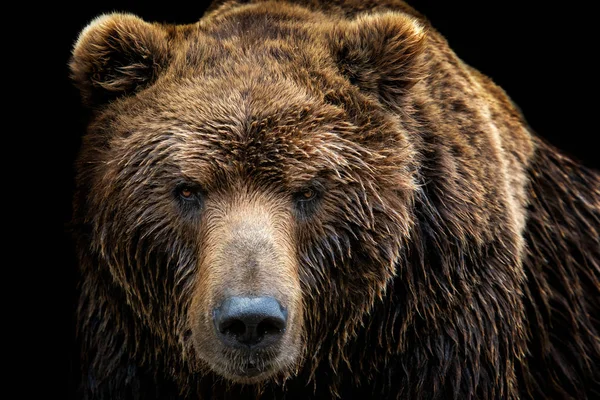 Widok Przodu Niedźwiedzia Brunatnego Izolowane Czarnym Tle Portret Niedźwiedzia Kamczatka — Zdjęcie stockowe