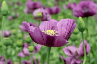 Bir alandaki mor haşhaş çiçekleri. (Gelincik somniferum). Poppies, tarımsal ürün.