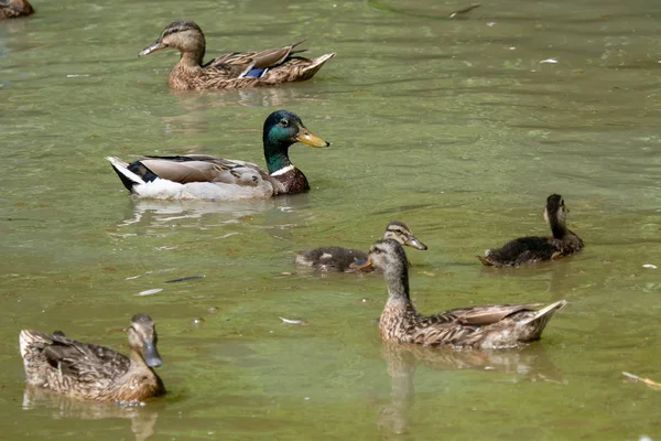 Male and female ducks on pond