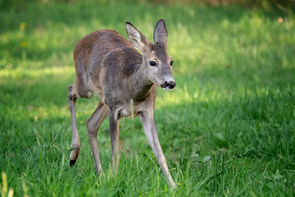 Doe Ελαφιού Στο Γρασίδι Capreolus Capreolus Άγρια Ζαρκάδια Στην Ανοιξιάτικη — Φωτογραφία Αρχείου