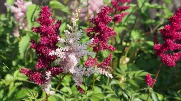 Ροζ Και Κόκκινα Λουλούδια Astilbe Japonica Στον Κήπο Μέλισσα Λουλούδι — Αρχείο Βίντεο