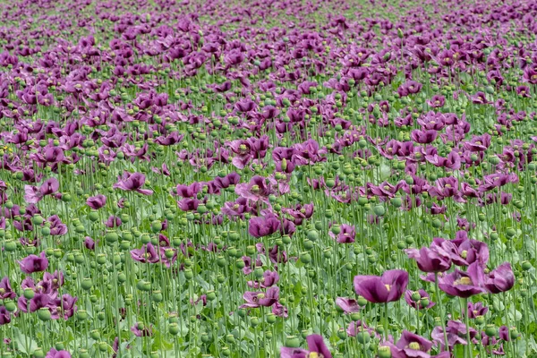 Purpurfarbener Mohn Blüht Auf Einem Feld Papaver Somniferum Mohn Landwirtschaftliche — Stockfoto
