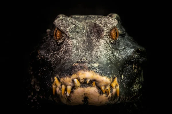 Kopf Eines Krokodils Paleosuchus Palpebrosus Zwergkaiman — Stockfoto