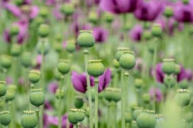 Bir alandaki yeşil haşhaş kapsül, mor haşhaş çiçekleri. (Gelincik somniferum). Poppies, tarımsal ürün.