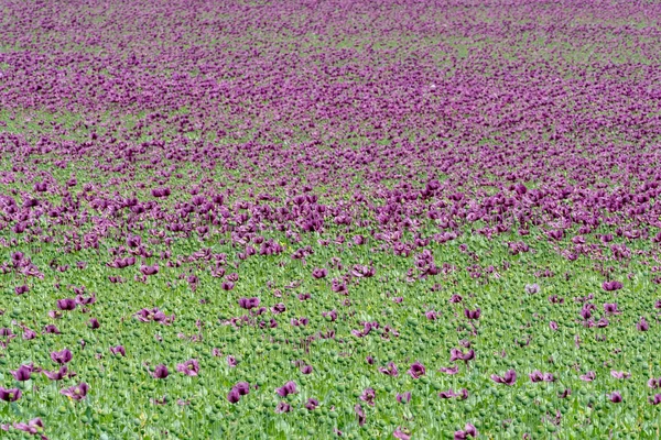 Amapola Púrpura Florece Campo Papaver Somniferum Amapola Cultivo Agrícola —  Fotos de Stock