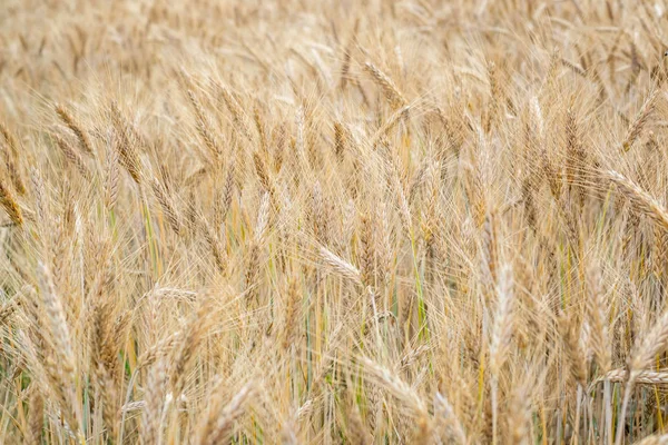 Wheat Field Golden Ears Wheat Field Background Ripening Ears Meadow — Stock Photo, Image
