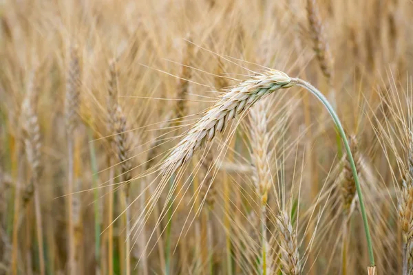 Campo Trigo Espigas Doradas Trigo Campo Fondo Las Espigas Que — Foto de Stock