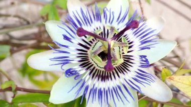 Mavi tutku çiçek çiçek açmış. Güzel Passiflora Caerulea olarak da bilinen tutku çiçek