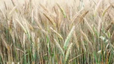 Buğday tarlası. Tarlada altın buğday kulakları. Olgunlaşan çayırlık buğday tarlalarının arka planı. Zengin hasat kavramı