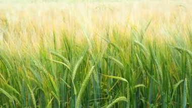 Buğday alan. Buğday alanında yeşil kulaklar. Çayır buğday alan kulakları olgunlaşma, arka plan. Zengin kavramı hasat