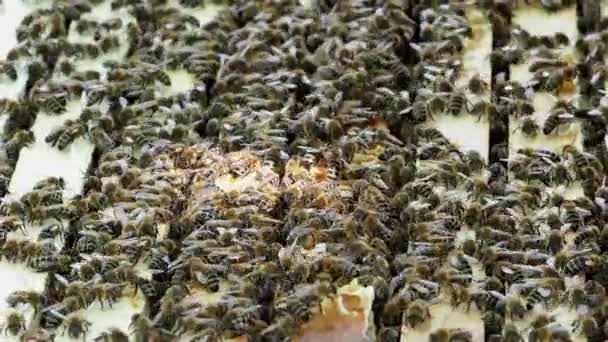关闭打开的配置单元视图 显示蜜蜂所填充的帧 蜂巢中的蜜蜂 — 图库视频影像