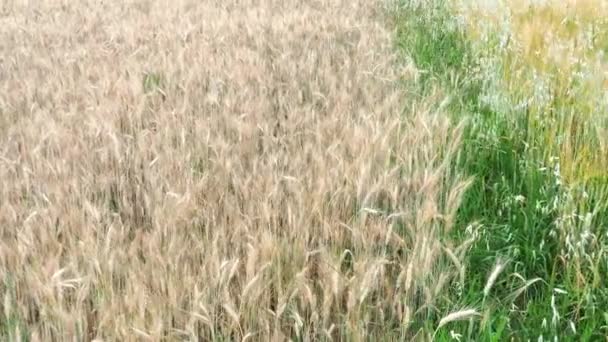 Campo Trigo Espigas Doradas Trigo Campo Fondo Las Espigas Que — Vídeo de stock