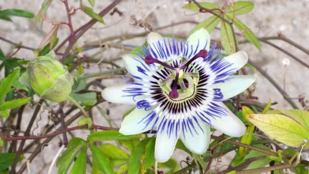 Ανθισμένα Μπλε Λουλούδι Του Πάθους Όμορφη Passiflora Caerulea Επίσης Γνωστό — Αρχείο Βίντεο