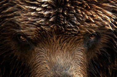 Kamçatka boz ayı (Ursus arctos beringianus), yakın çekim detay dikey. Kahverengi kürk manto, tehlike ve agresif hayvan. Sabit bak, hayvan namlu gözleri olan. Rusya büyük memeli.