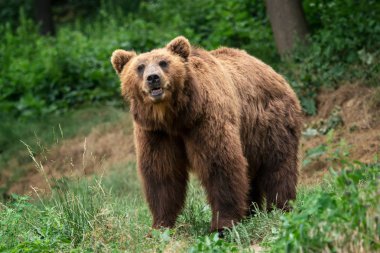 Kamchatka Brown bear (Ursus arctos beringianus). Brown fur coat, danger and aggresive animal. Big mammal from Russia. clipart
