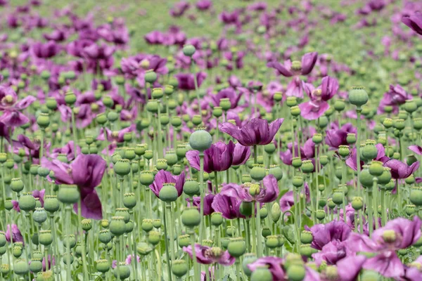 Purpurfarbener Mohn Blüht Auf Einem Feld Papaver Somniferum Mohn Landwirtschaftliche — Stockfoto