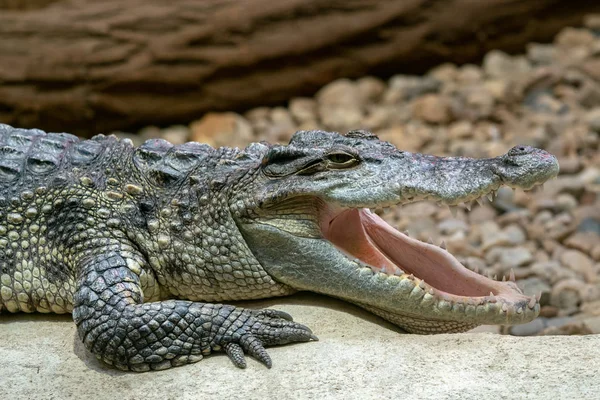 Siamese Crocodile Open Mouth Crocodylus Siamensis — Stock Photo, Image