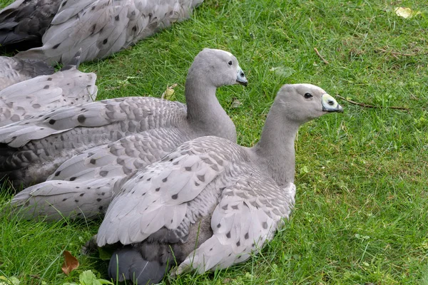 Cabo Barren Goose Cereopsis Novaehollandiae Sentado Hierba — Foto de Stock