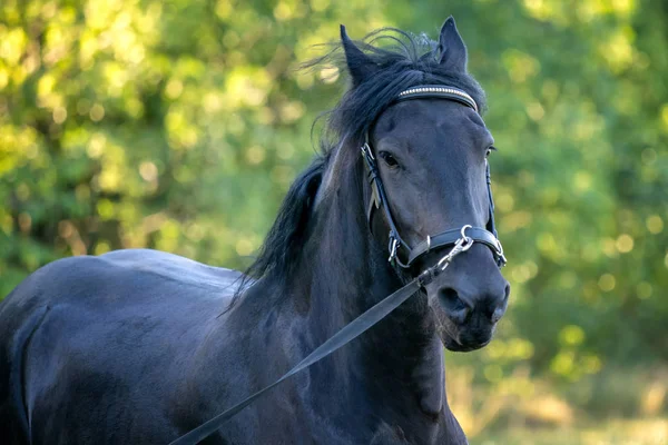 Koń Fryzyjski Black Działa Galop Trawie Koń Fryzyjski Uruchomiona Stryczek — Zdjęcie stockowe