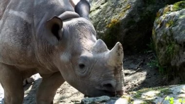 Büyük boynuzlu gergedan (Diceros bicornis michaeli). Gergedan nesli tehlike altında olan türlerin. 4 k çözünürlük