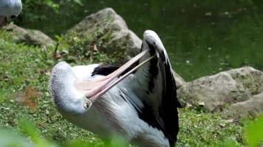 Avustralya Pelikan (Pelecanus conspicillatus) su 