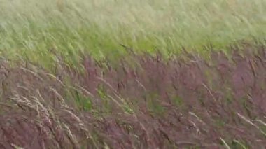 Bir çayırda çiçek açan otları. Çimenlerin üzerinde Rüzgar. 