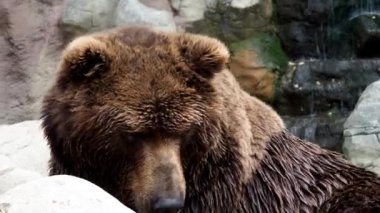 Kamçatka Kahverengi Ayısı (Ursus arctos beringianus). Kahverengi kürk, tehlikeli ve saldırgan bir hayvan. Rusya 'dan büyük memeli..