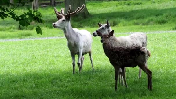 在自然界的白色休闲鹿群 稀有白化休闲鹿 — 图库视频影像