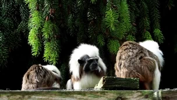 Tamarin Saguinus Oedipus Kleine Affen Auflösung — Stockvideo