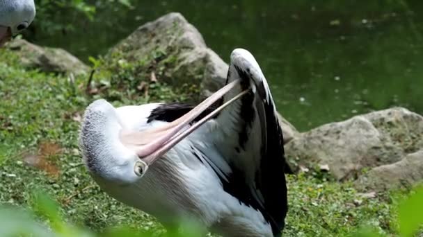 Australische Pelikanen Pelecanus Conspicillatus Door Het Water — Stockvideo