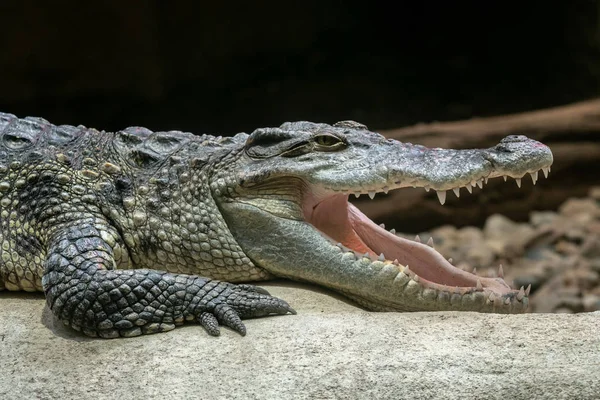 Siamese Crocodile Open Mouth Crocodylus Siamensis — Stock Photo, Image