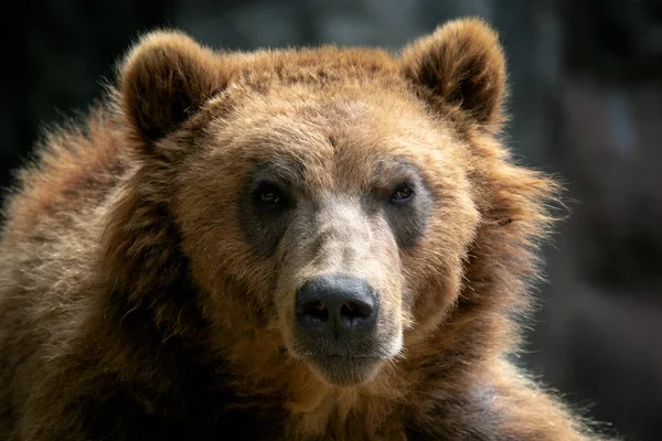 Retrato Urso Pardo Ursus Arctos Beringianus Urso Castanho Kamchatka — Fotografia de Stock